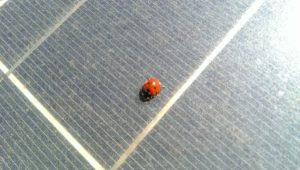 Coccinella su pannello fotovoltaico sporco da polvere in zona Porto